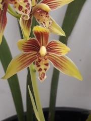 Cymbidium ensifolium