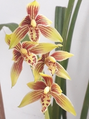 Cymbidium ensifolium