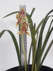 Cymbidium ensifolium