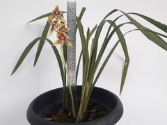 Cymbidium ensifolium