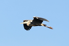 Ardea cinerea