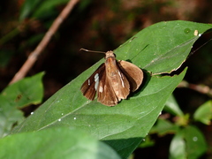 Notocrypta curvifascia