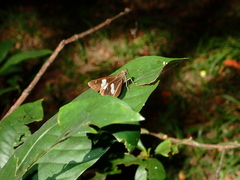 Notocrypta curvifascia