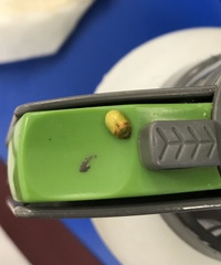 Paropsisterna simsoni