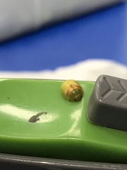 Paropsisterna simsoni