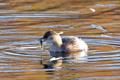 Tachybaptus ruficollis