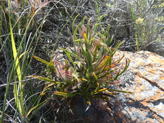 Protea denticulata