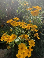 Tagetes lemmonii