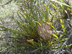 Protea denticulata
