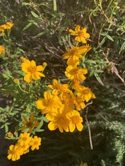 Tagetes lemmonii