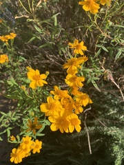 Tagetes lemmonii