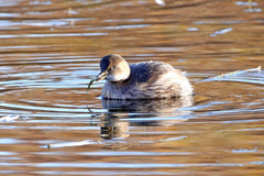 Tachybaptus ruficollis