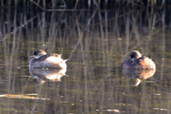 Tachybaptus ruficollis
