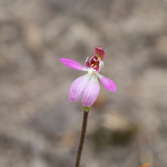Caladenia pusilla
