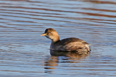 Tachybaptus ruficollis