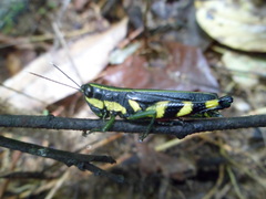 Catantopinae
