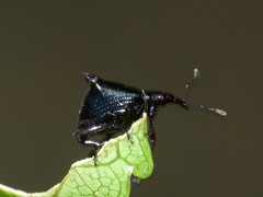 Scolopterus penicillatus
