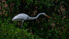 Ardea alba