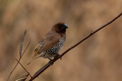 Lonchura punctulata
