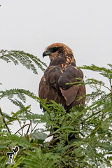Circus aeruginosus