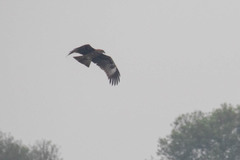 Milvus migrans