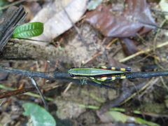 Catantopinae