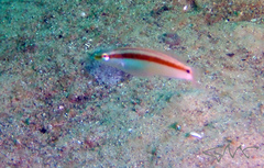 Suezichthys devisi