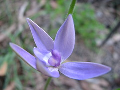 Glossodia major