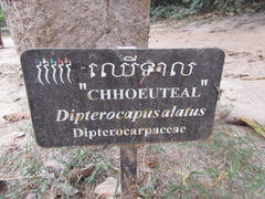 Dipterocarpus alatus