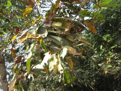 Dipterocarpus alatus