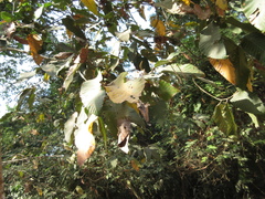 Dipterocarpus alatus