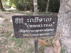 Dipterocarpus alatus