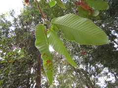 Dipterocarpus alatus