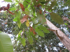 Dipterocarpus alatus