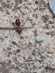 Ephutomorpha ferruginata