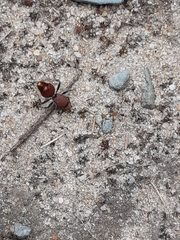 Ephutomorpha ferruginata