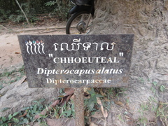 Dipterocarpus alatus