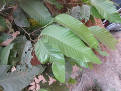 Dipterocarpus alatus