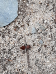 Ephutomorpha ferruginata