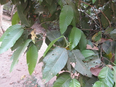 Dipterocarpus alatus