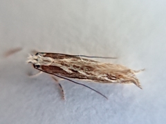 Erechthias fulguritella