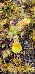 Euphrasia cockayneana