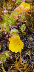 Euphrasia cockayneana