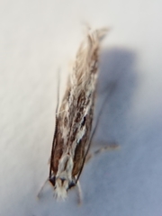 Erechthias fulguritella