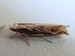 Erechthias fulguritella