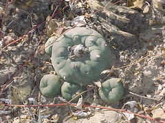 Lophophora diffusa