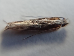 Erechthias fulguritella