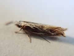 Erechthias fulguritella