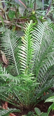 Blechnum gibbum