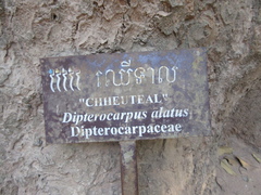 Dipterocarpus alatus